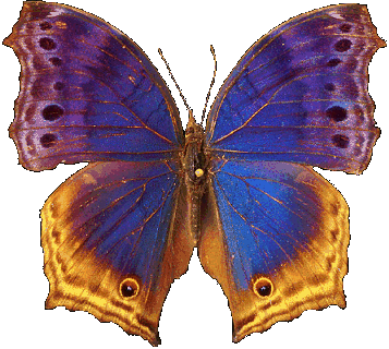 papillons (13).gif